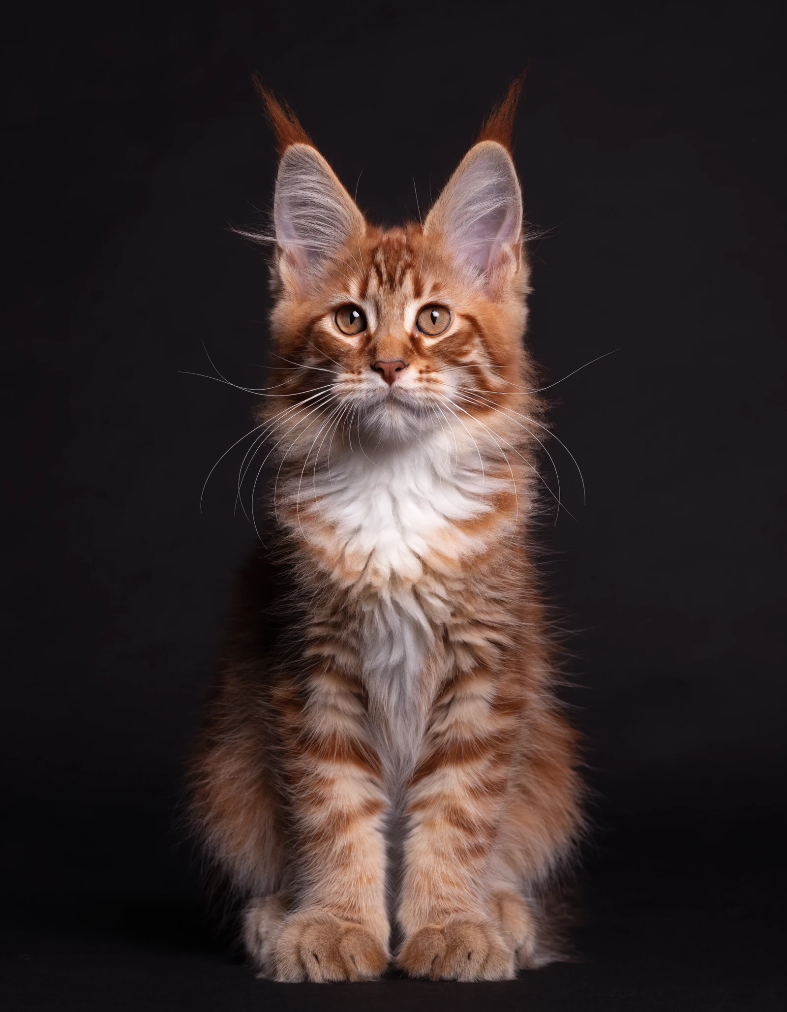 Red tabby Maine Coon kitten at 12 weeks