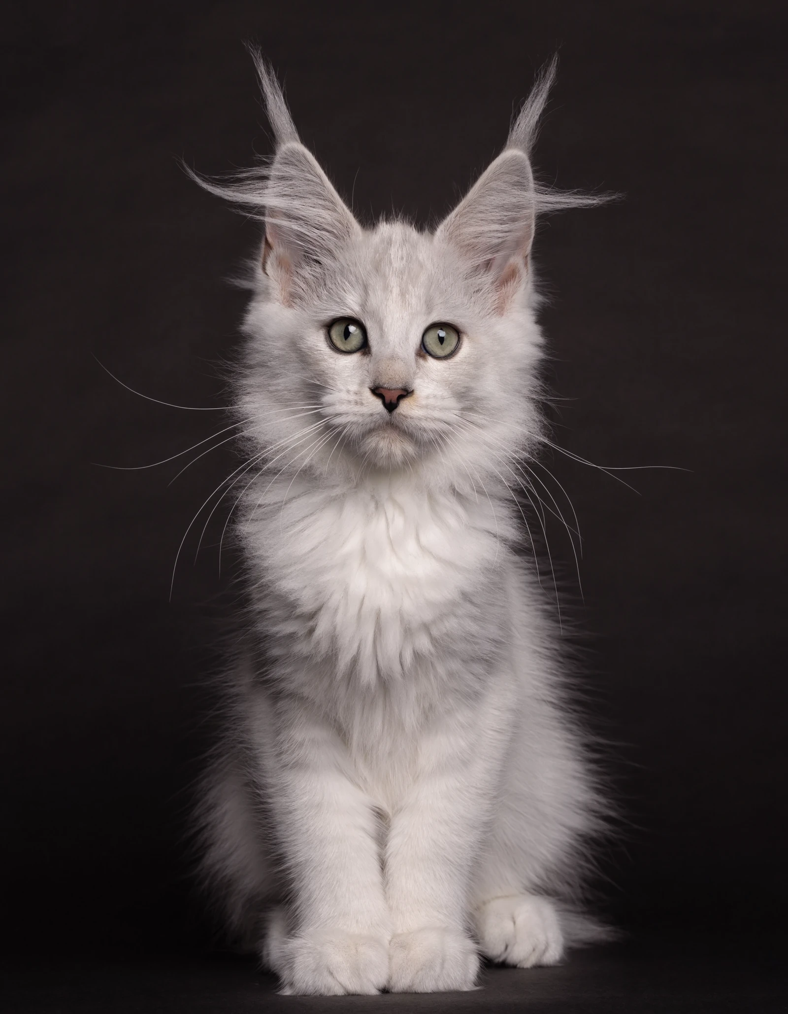 Shaded silver Maine Coon kitten at 12 weeks