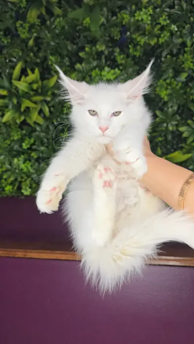 Maine Coon kitten F3-2026 Red Silver Shaded