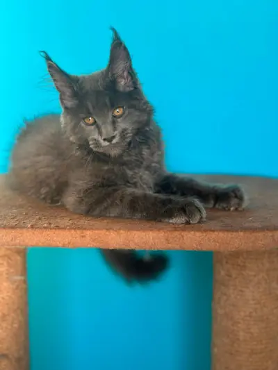 Maine Coon kitten Sam Blue