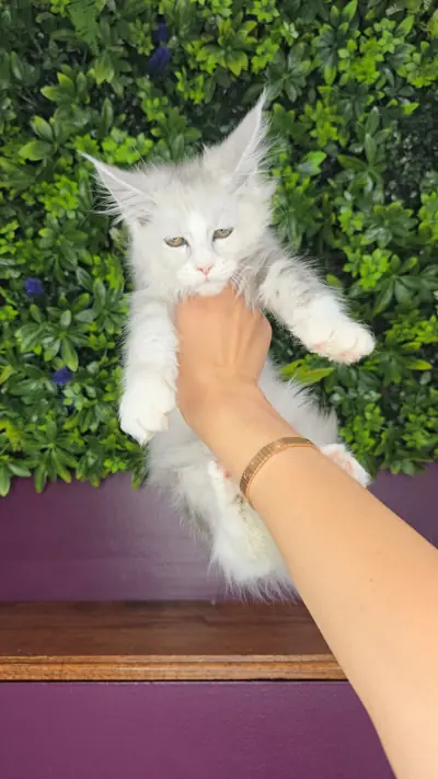 Maine Coon kitten F1-2026 Black Silver Shaded with White