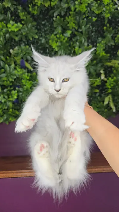 Maine Coon kitten E2-2026 Black Shaded
