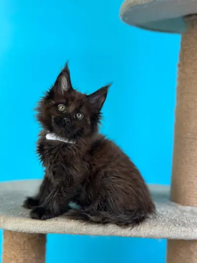 Maine Coon kitten Violet Black