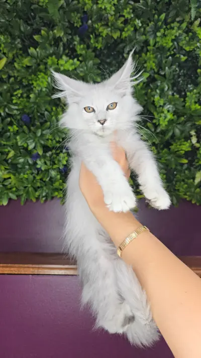 Maine Coon kitten F2-2026 Black Silver Shaded
