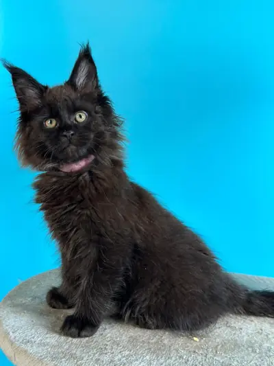 Maine Coon kitten Vikki Black